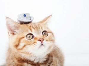 猫 便秘 解消